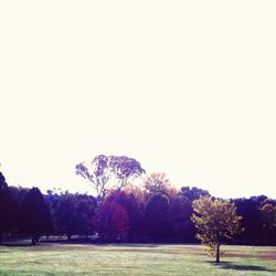 Scenic view of landscape against clear sky