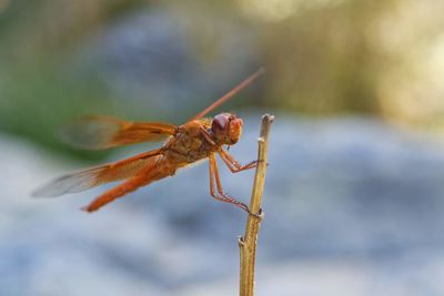 Close-up of dragonfly on plant