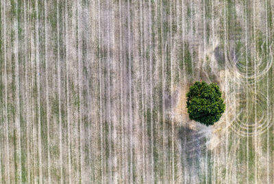 Shadow of tree on grass