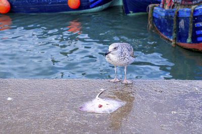 Seagull in front of stingray fish on concrete floor at dock