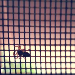 Close-up of insect on glass