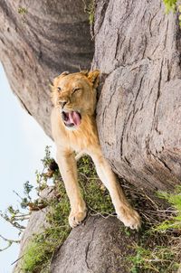 Monkey on tree trunk