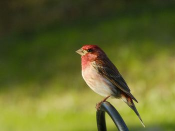 Close-up of bird perching on red outdoors