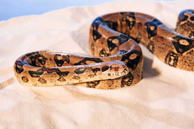 Close-up of snake