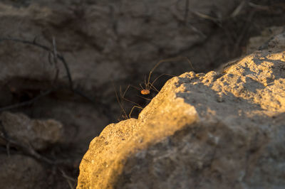 Close-up of ant on rock