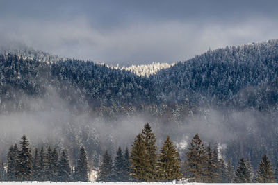 Scenic view of pine trees against sky during winter