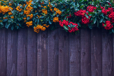 Close-up of red flowering plants on wood