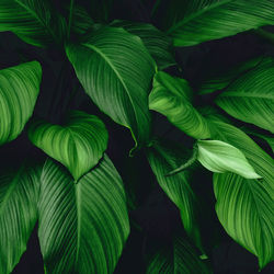 Close-up of green leaves