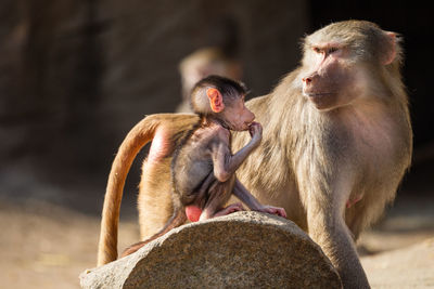 Baby monkey with its mother. 