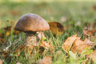 Close-up of mushroom growing on field