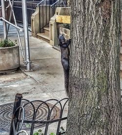 View of an animal on tree trunk