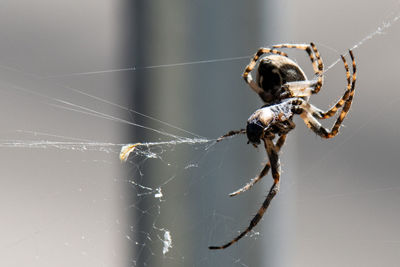 Close-up of spider on web