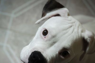 Close-up portrait of a dog