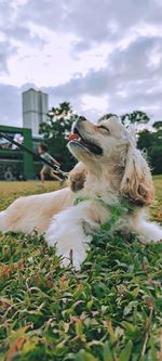 Dog relaxing on field