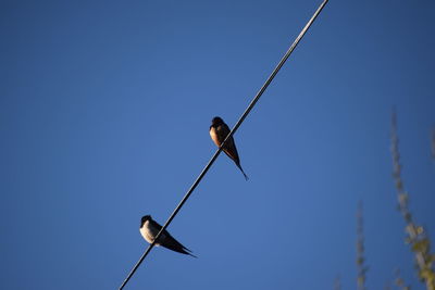 Low angle view of bird perching on cable against clear blue sky