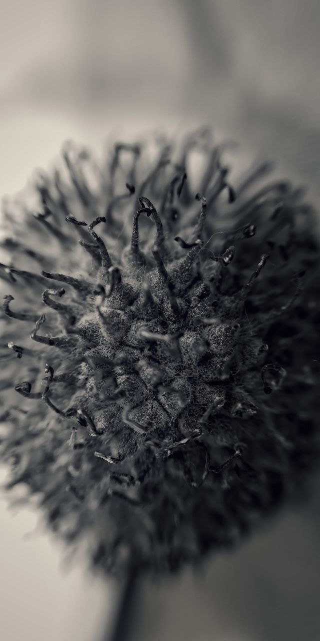 MACRO SHOT OF PLANT GROWING ON FLOOR