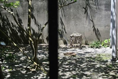 Plants growing in front of building