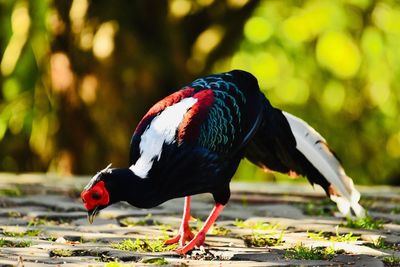 Close-up of a bird