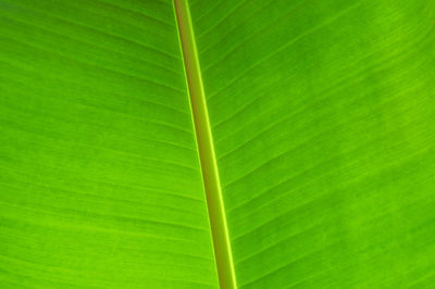 Full frame shot of green leaf