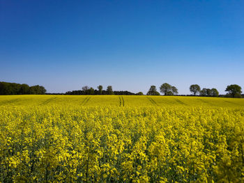 Scenic view of field against clear sky