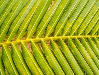 Full frame shot of palm leaf