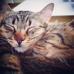 Close-up of cat sleeping