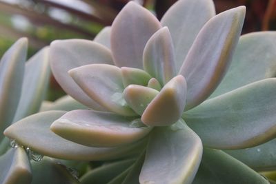 Close-up of succulent plant growing outdoors