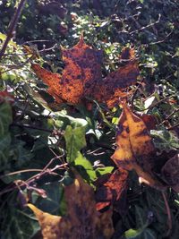 Close-up of autumn leaves on tree