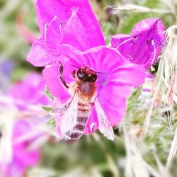 Close-up of bee on purple flower