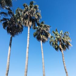 Low angle view of coconut palm trees against blue sky