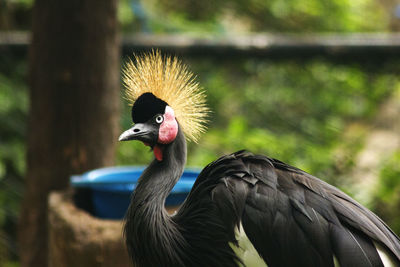 Black crowned crane