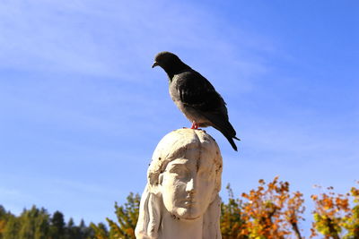 Low angle view of bird perching on statue against sky