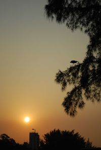 Low angle view of silhouette trees against orange sky