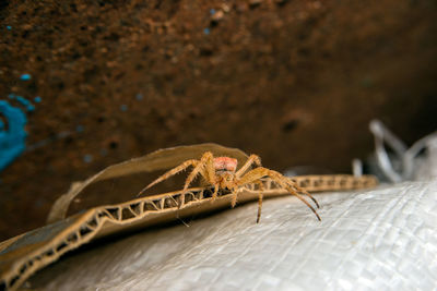 Close-up of insect on wood