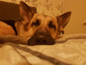 Close-up portrait of a dog resting on bed