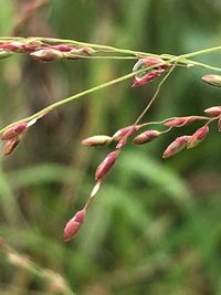 Close-up of plant