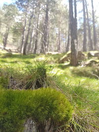 Close-up of grass growing on field