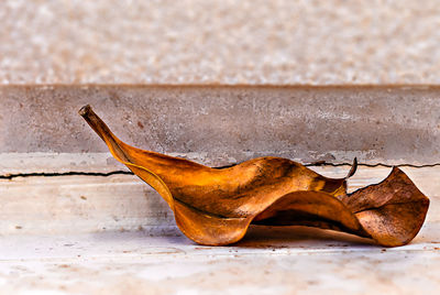 Close-up of dry leaf on wooden floor