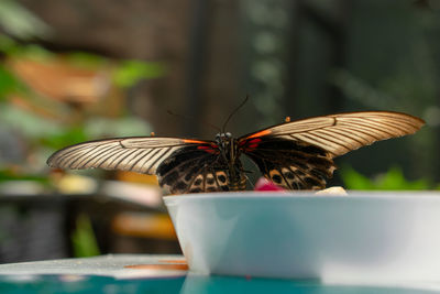 Close-up of butterfly on table