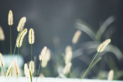 Close-up of plant against blurred background