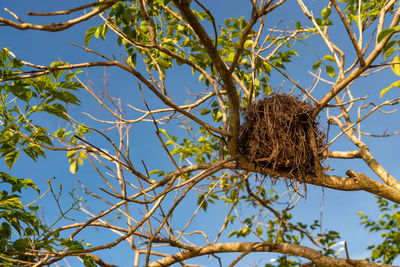 Low angle view of bird nest on tree against sky