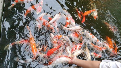 High angle view of koi carps swimming in lake