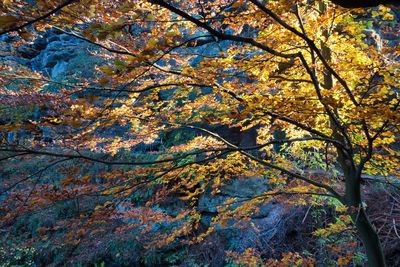 Low angle view of maple tree