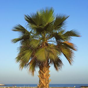 Palm tree by sea against clear blue sky