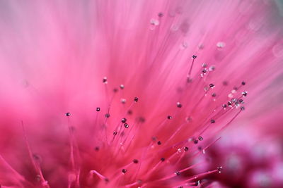 Full frame shot of pink flower