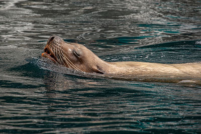 Close-up of sea lion swimming