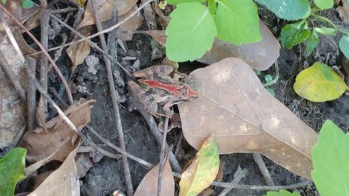 High angle view of insect on leaves