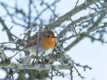 Close-up of bird perching on branch