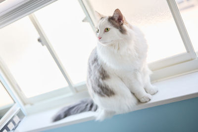 Portrait of white cat sitting by window at home looking away