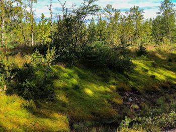 View of trees in forest